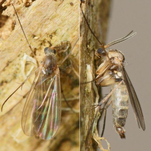 Réf. 222 845 : Phronia conformis